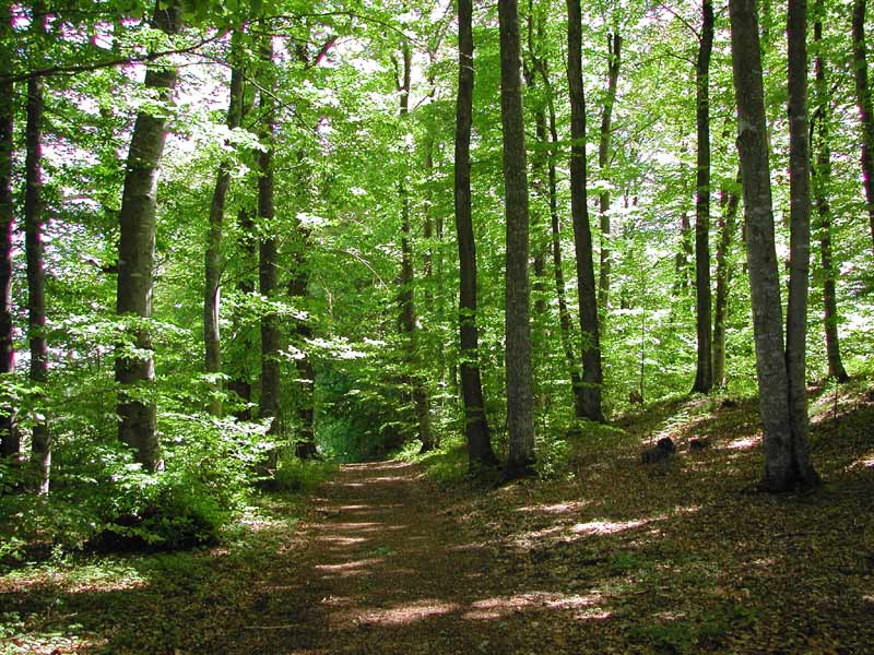  Charte forestière de la Vallée de la Bruche 