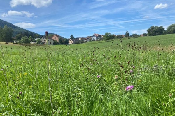 Concours des prairies fleuries