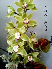 LANHUA Fleurs d'orchidées
